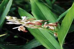Alpinia galanga
